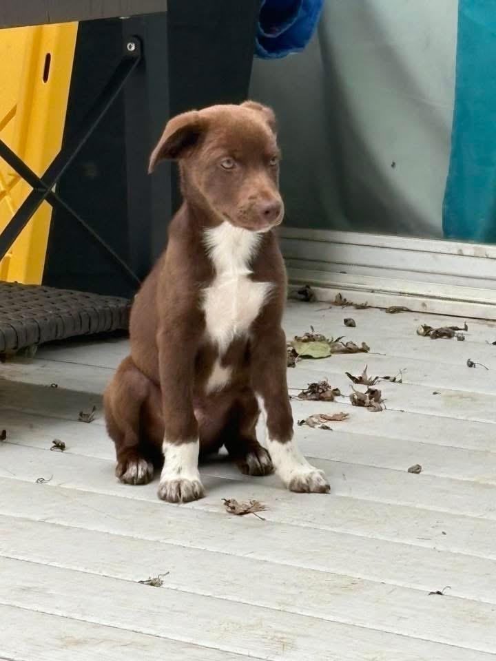 Dustin, Adoptable, Puppy Male Australian Shepherd.