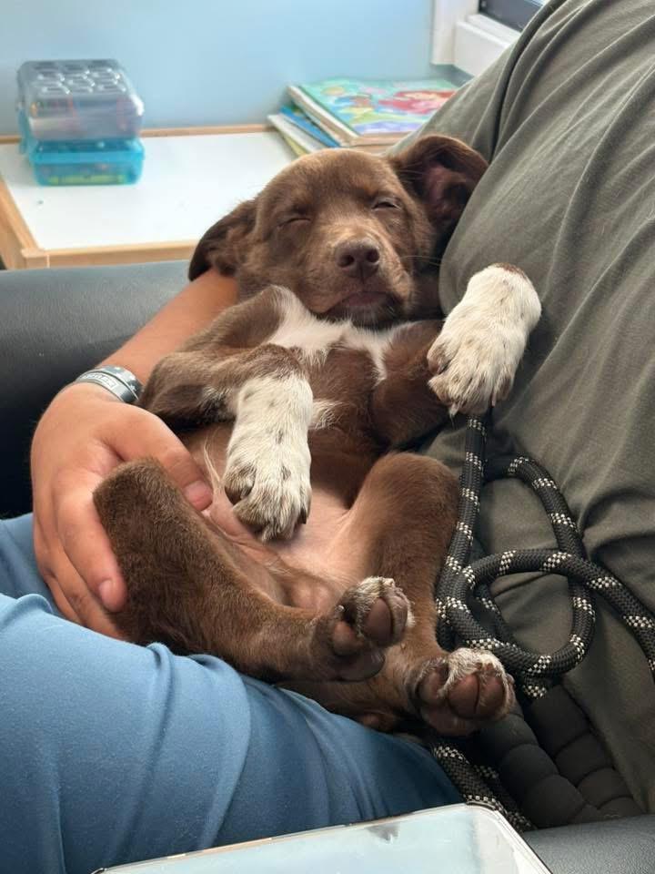 Dustin, a Adoptable mixed breed in Bristol, WI image 3/5