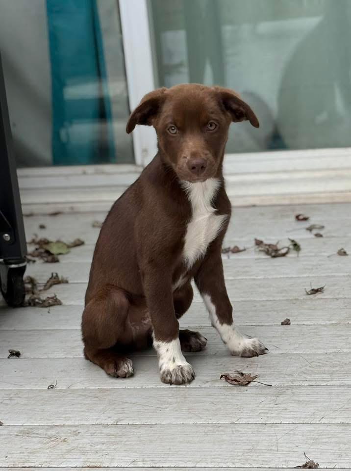 Dustin, a Adoptable mixed breed in Bristol, WI image 5/5