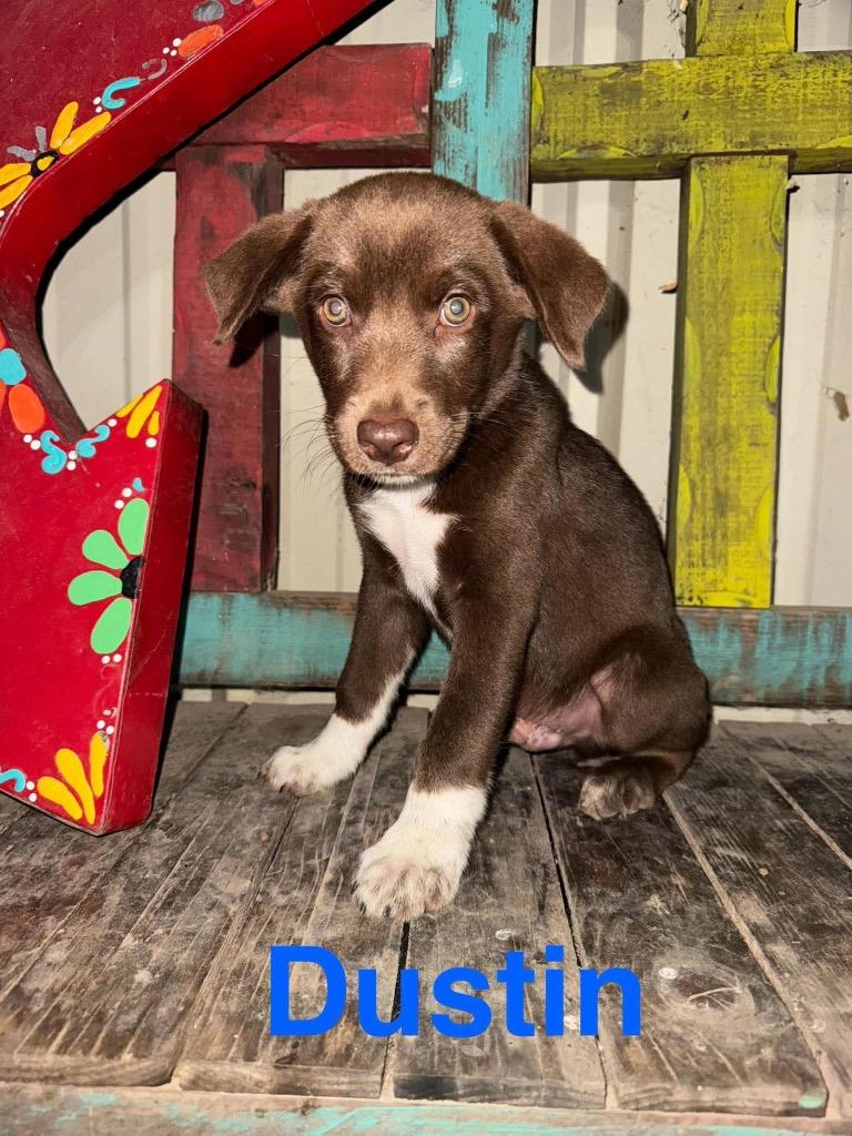 Dustin, a Adoptable mixed breed in Bristol, WI image 5/5