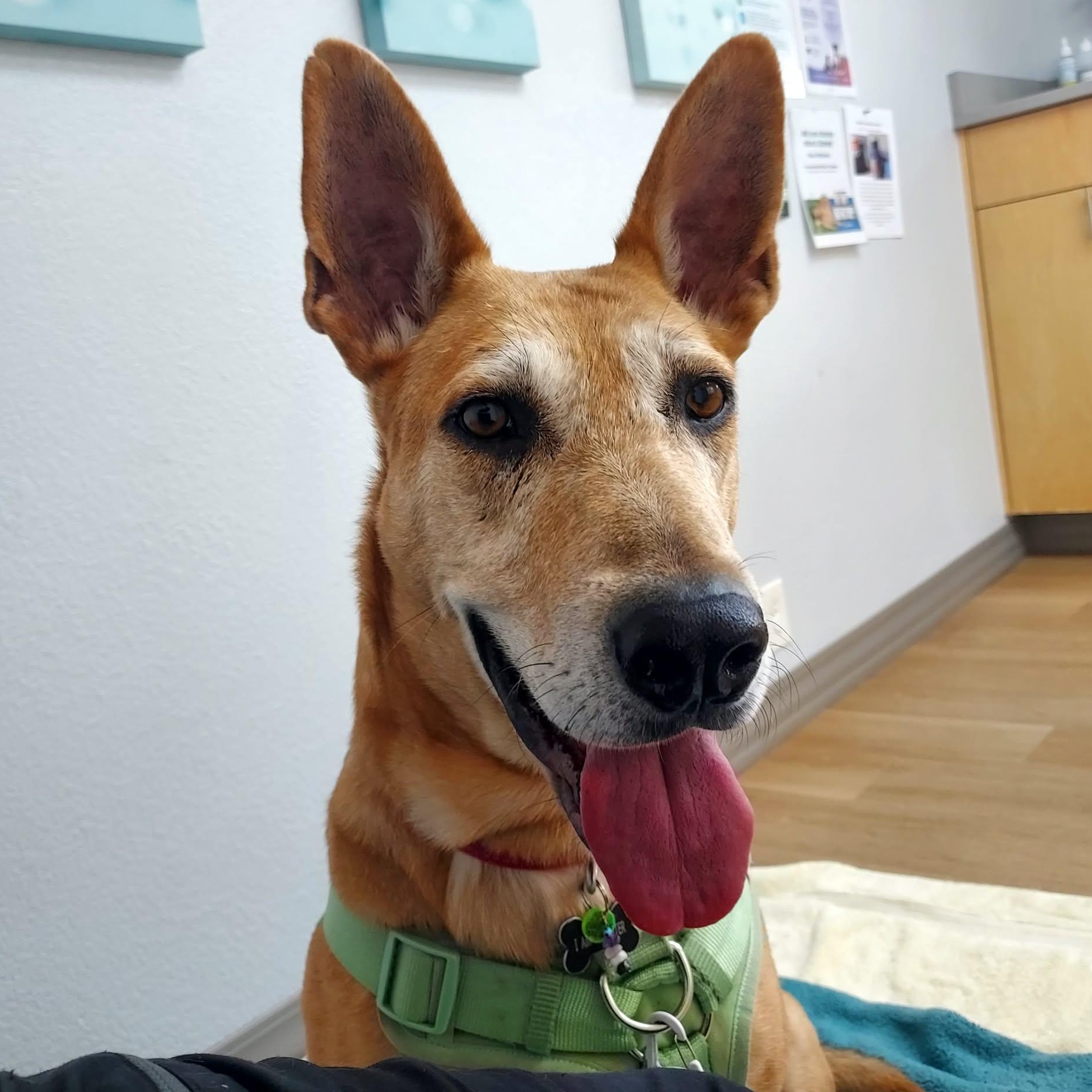 Rhea, Adoptable, Adult Female German Shepherd Dog & Great Dane.
