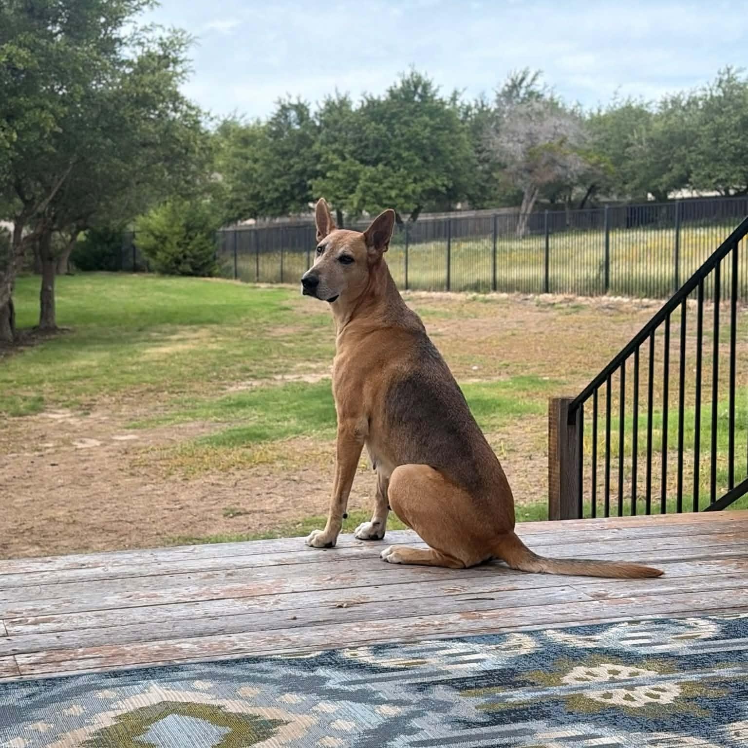 Enlarge Rhea, a Adoption Pending mixed breed in Grand Rapids, MI image 2/6