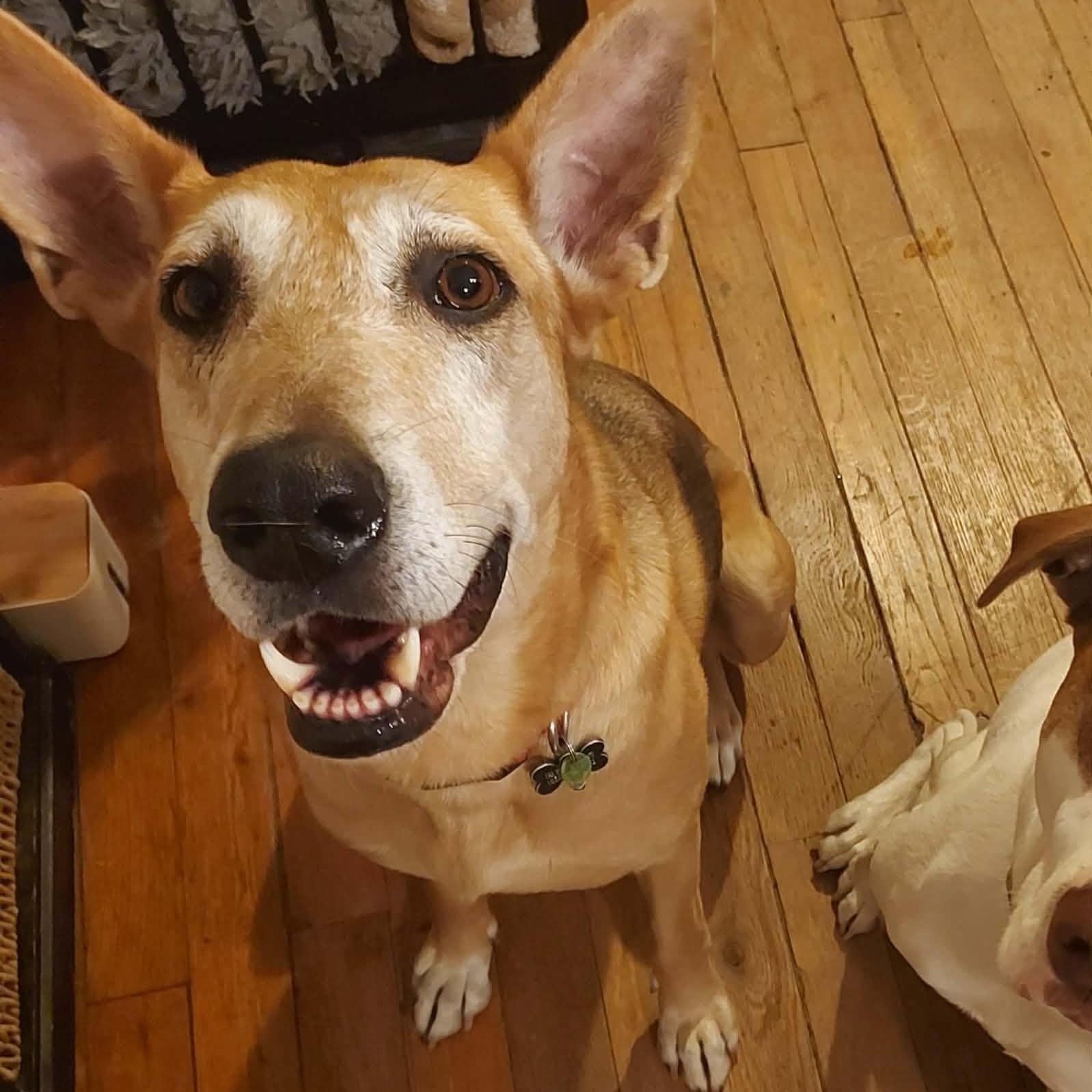 Enlarge Rhea, a Adoption Pending mixed breed in Grand Rapids, MI image 4/6