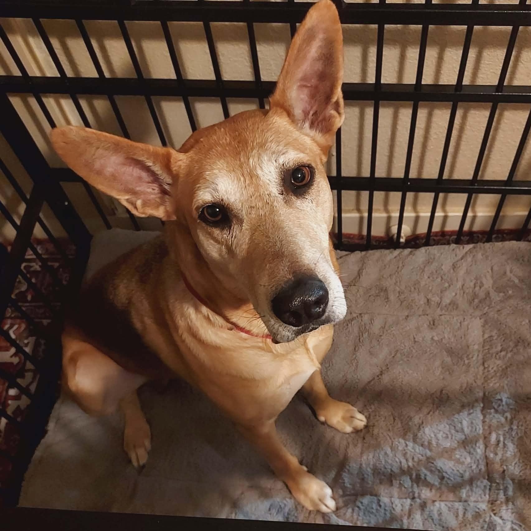 Enlarge Rhea, a Adoption Pending mixed breed in Grand Rapids, MI image 3/6