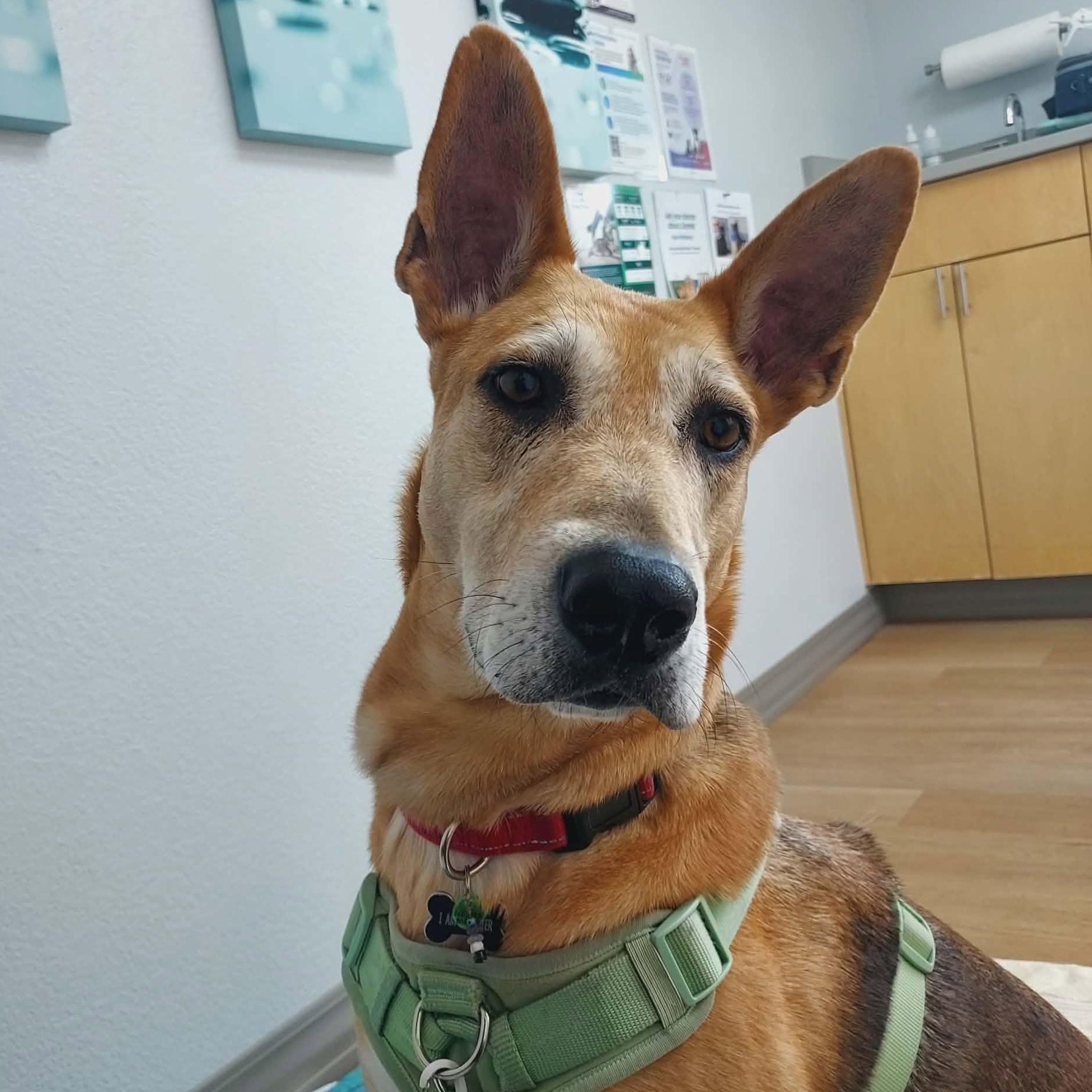 Enlarge Rhea, a Adoption Pending mixed breed in Grand Rapids, MI image 5/6