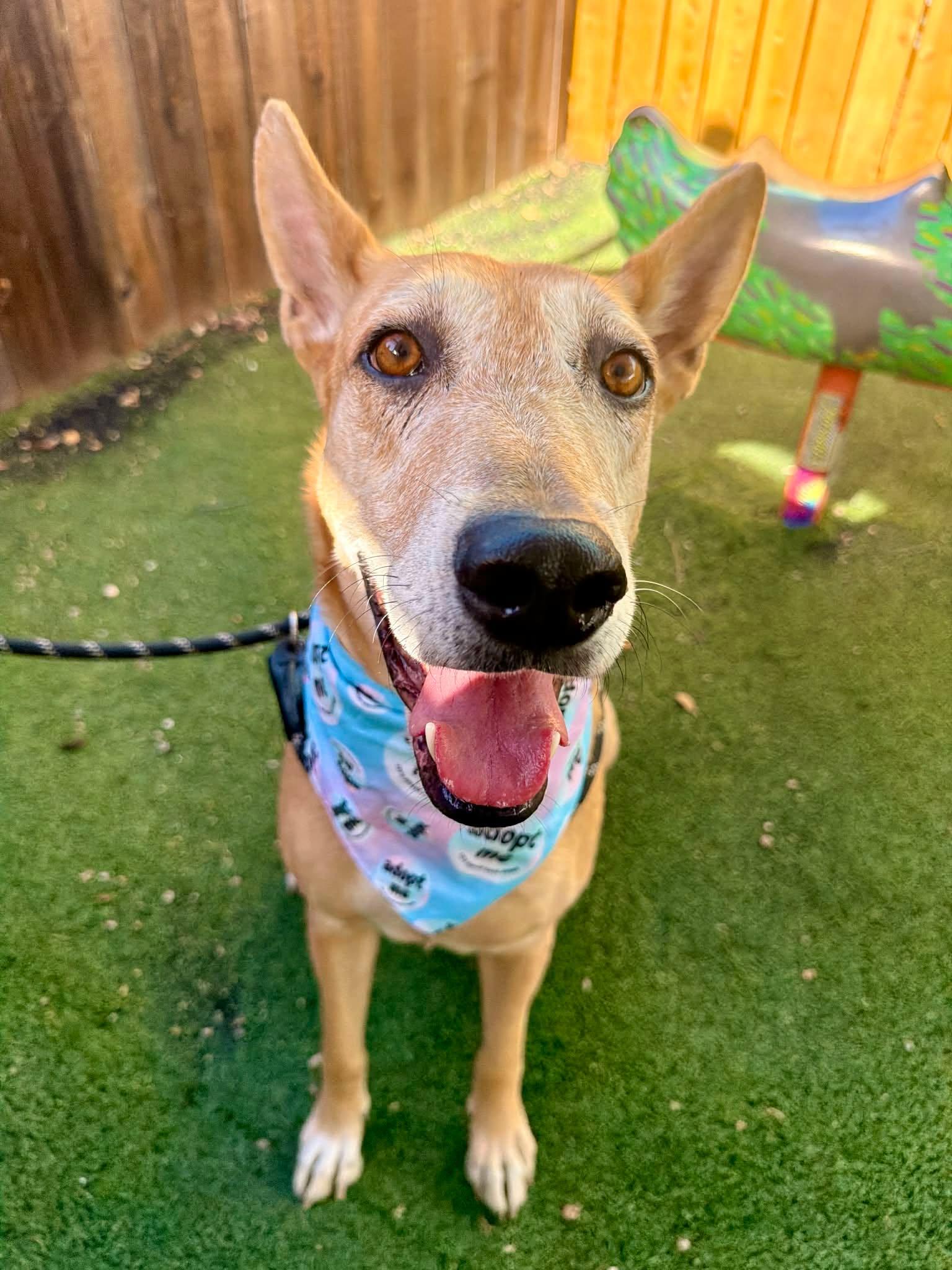 Enlarge Rhea, a Adoption Pending mixed breed in Grand Rapids, MI image 6/6