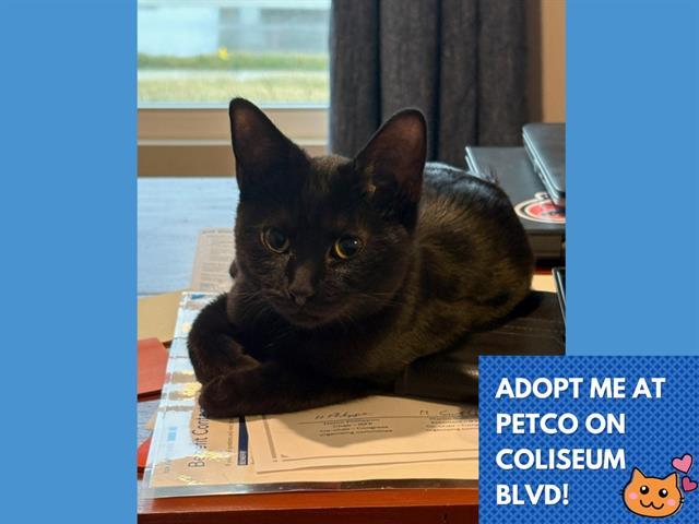 JELLO, Adoptable, Kitten Female Domestic Short Hair.