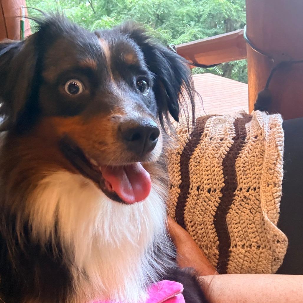 Flynn, Adoptable, Adult Male Australian Shepherd & Mixed Breed.