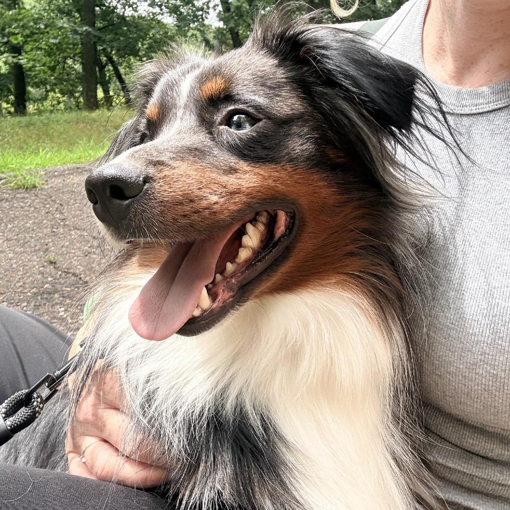 Enlarge Flynn, a Adoptable mixed breed in Alma, WI image 2/6