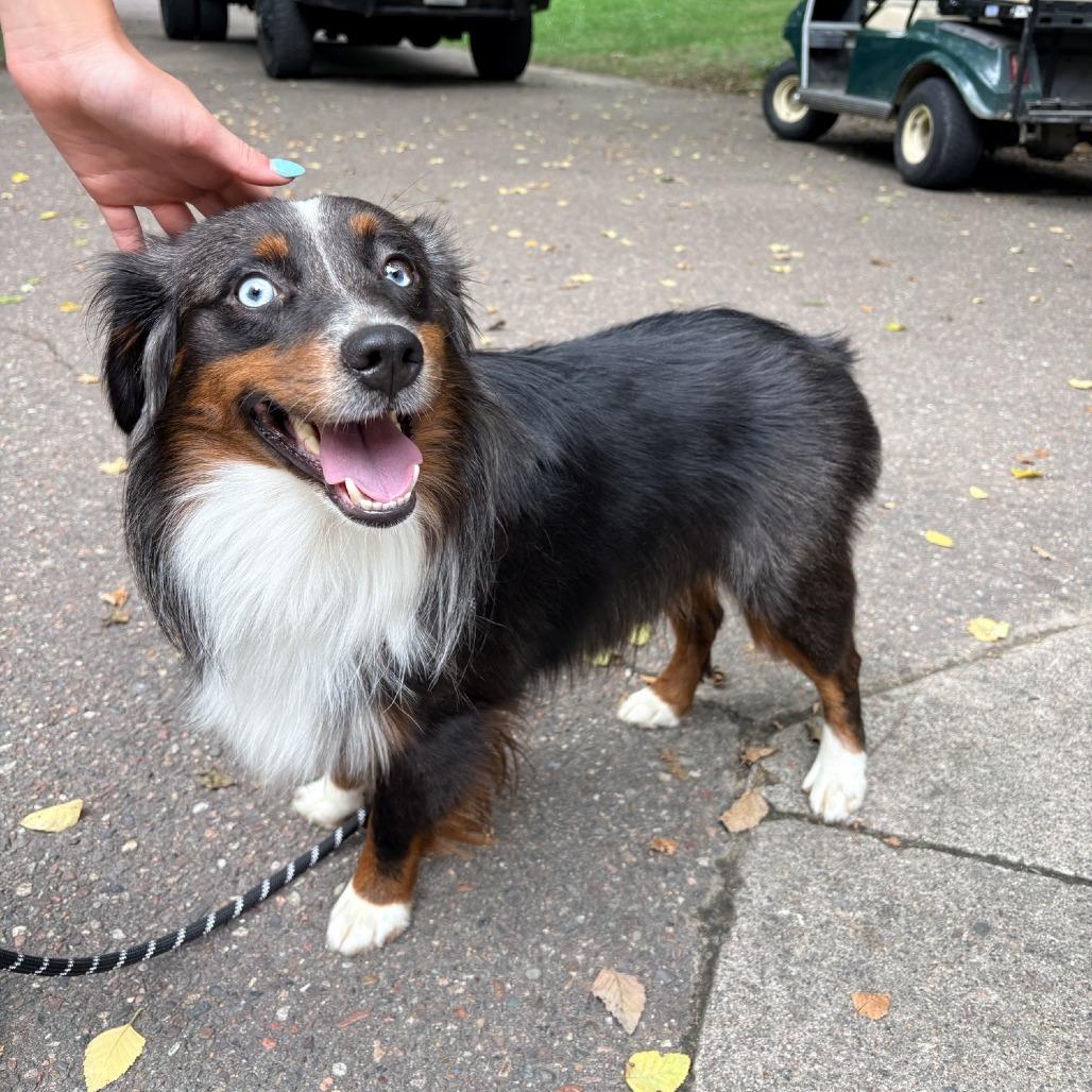 Enlarge Flynn, a Adoptable mixed breed in Alma, WI image 3/6