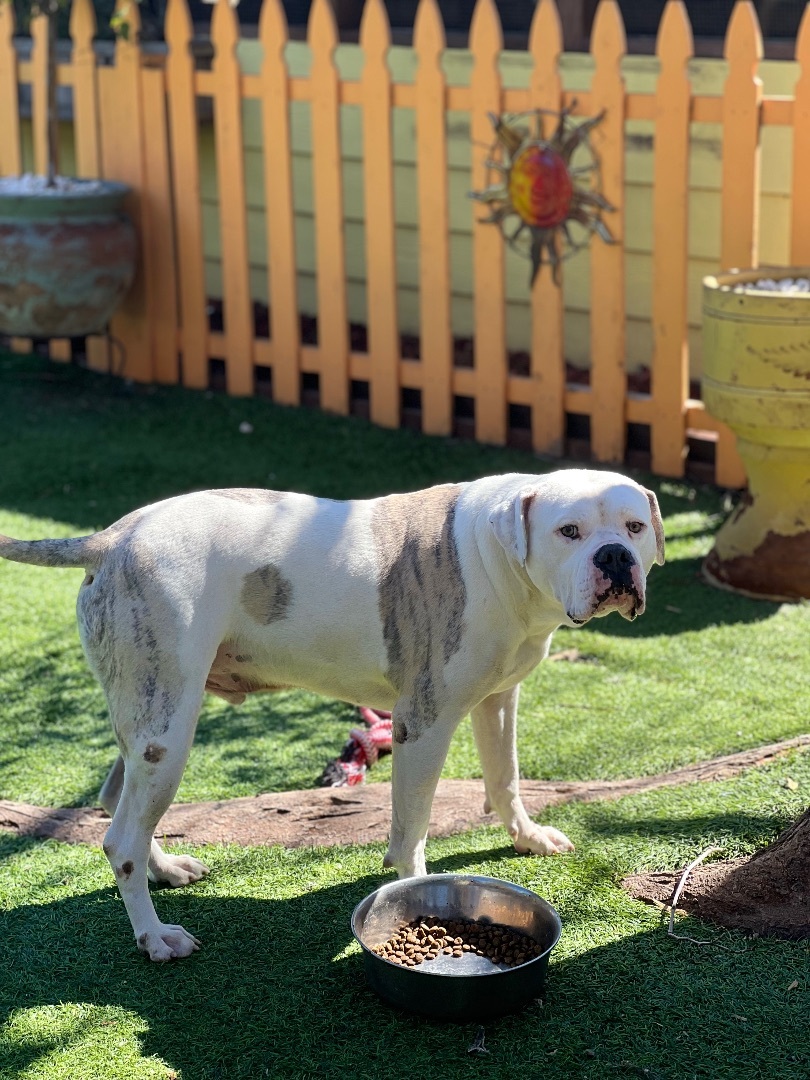 Max, Adoptable, Adult Male American Bulldog.