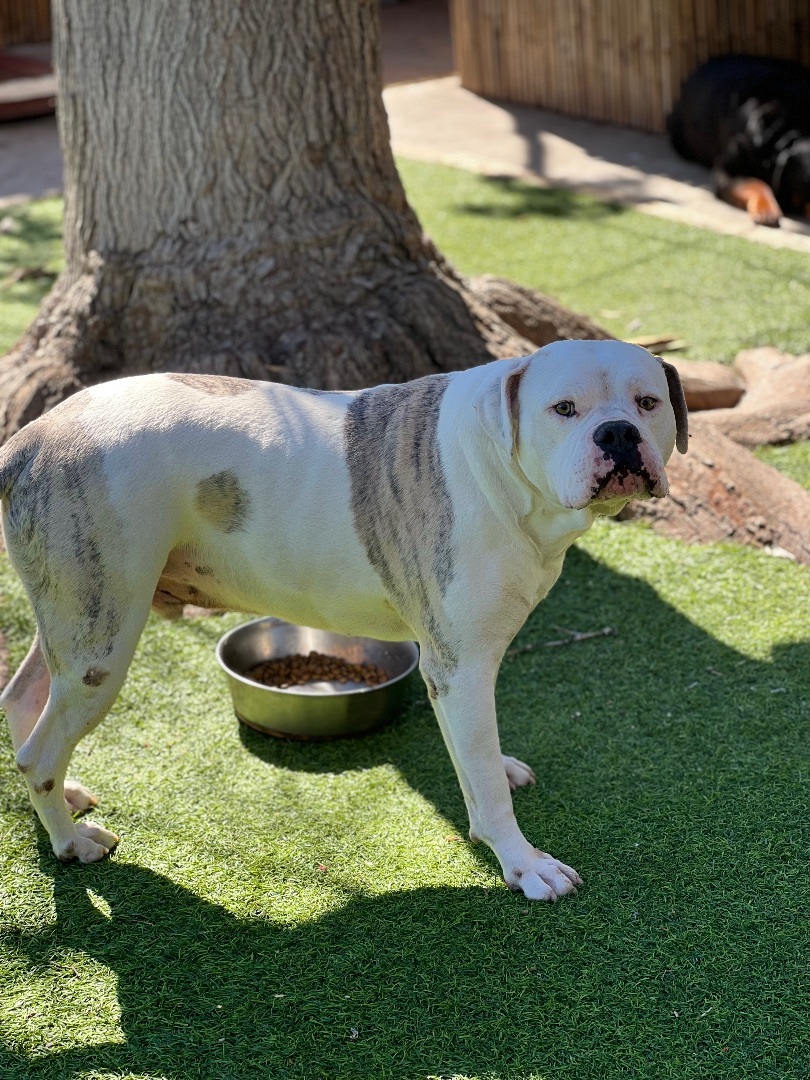 Enlarge Max, a Adoptable American Bulldog in Beverly Hills , CA image 2/8