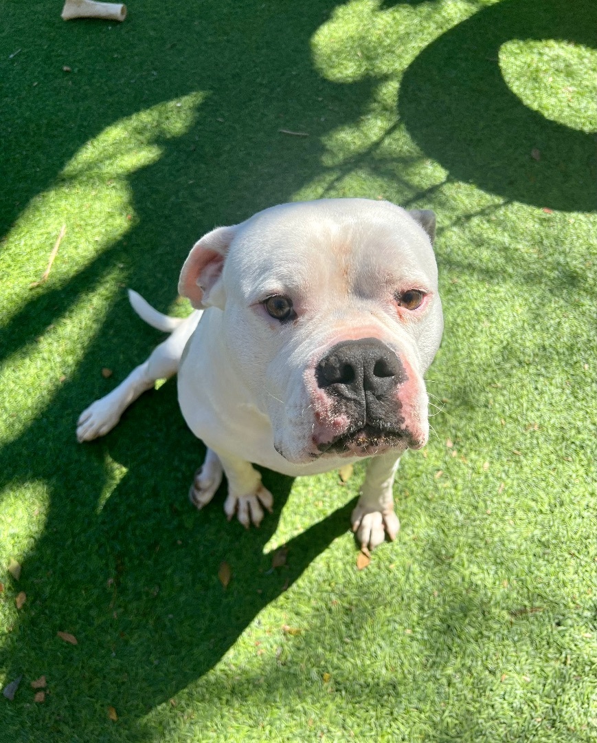 Enlarge Max, a Adoptable American Bulldog in Beverly Hills , CA image 3/8