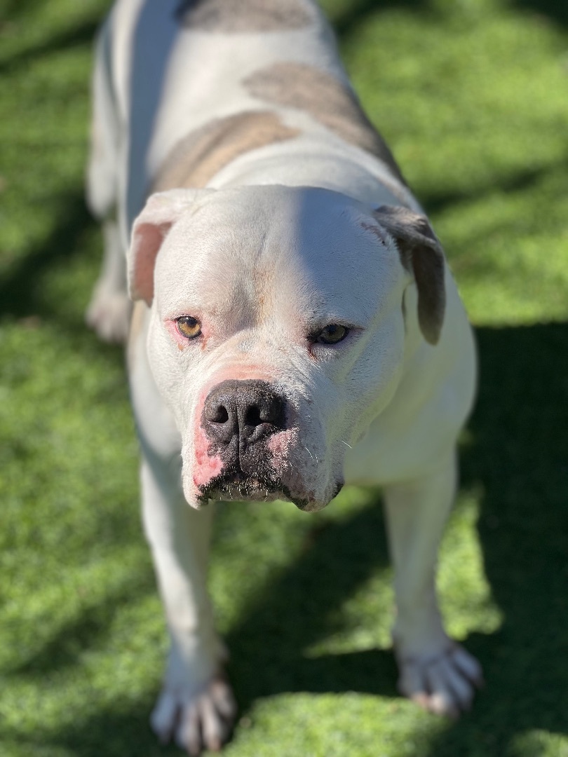 Enlarge Max, a Adoptable American Bulldog in Beverly Hills , CA image 4/8