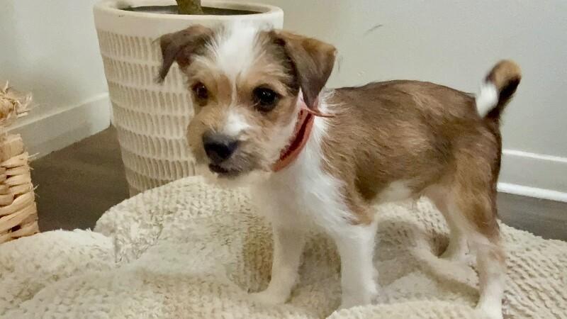 Tiny Tim Scruffy — thumbnail 3