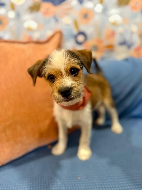 Tiny Tim Scruffy — thumbnail 5