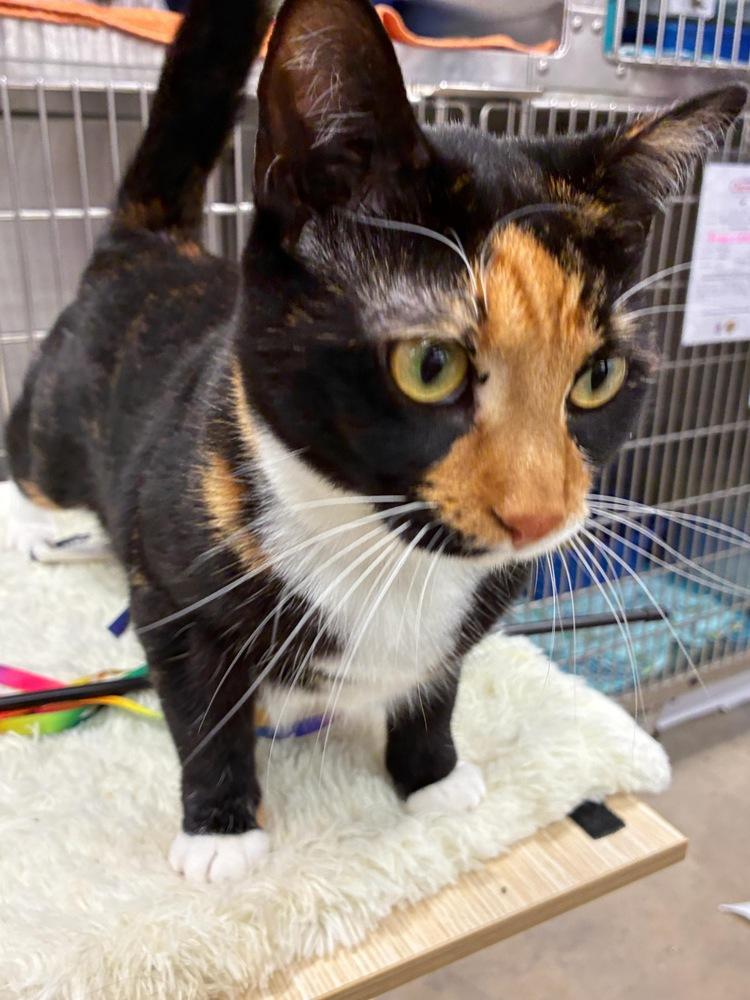 Morigan, Adoptable, Young Female Domestic Short Hair.