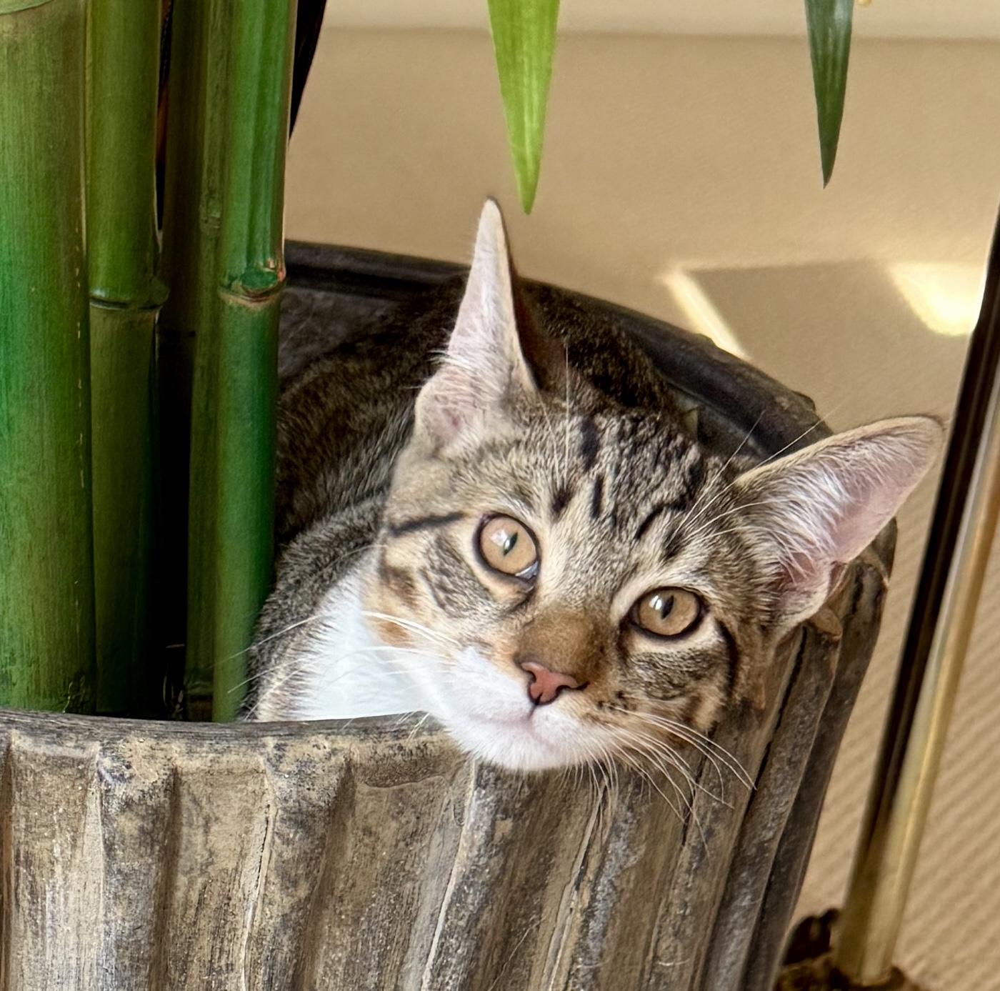 Whimsical, a ADOPTABLE mixed breed in Red Bank, NJ image 2/5