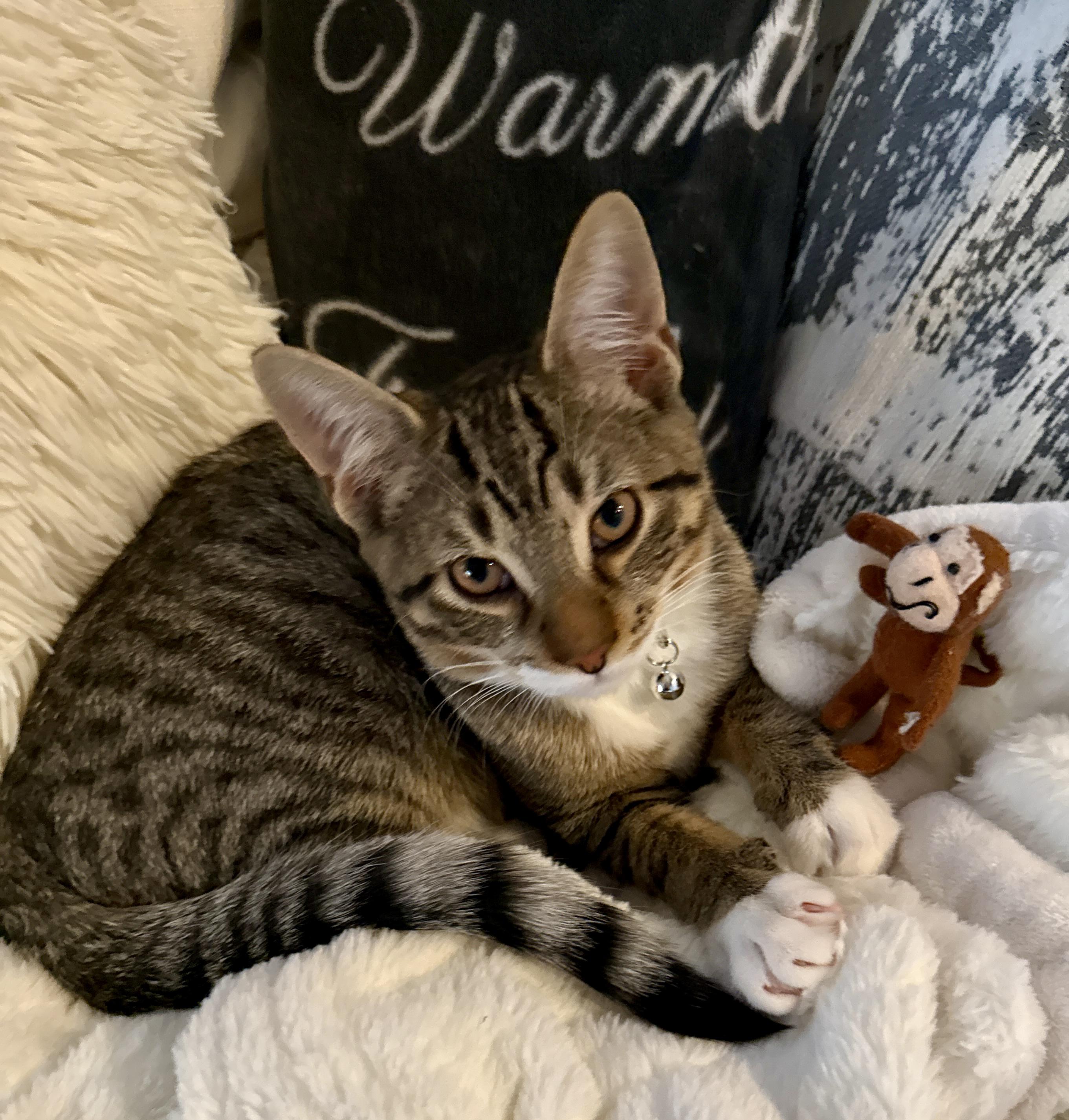 Whimsical, a ADOPTABLE mixed breed in Red Bank, NJ image 4/5