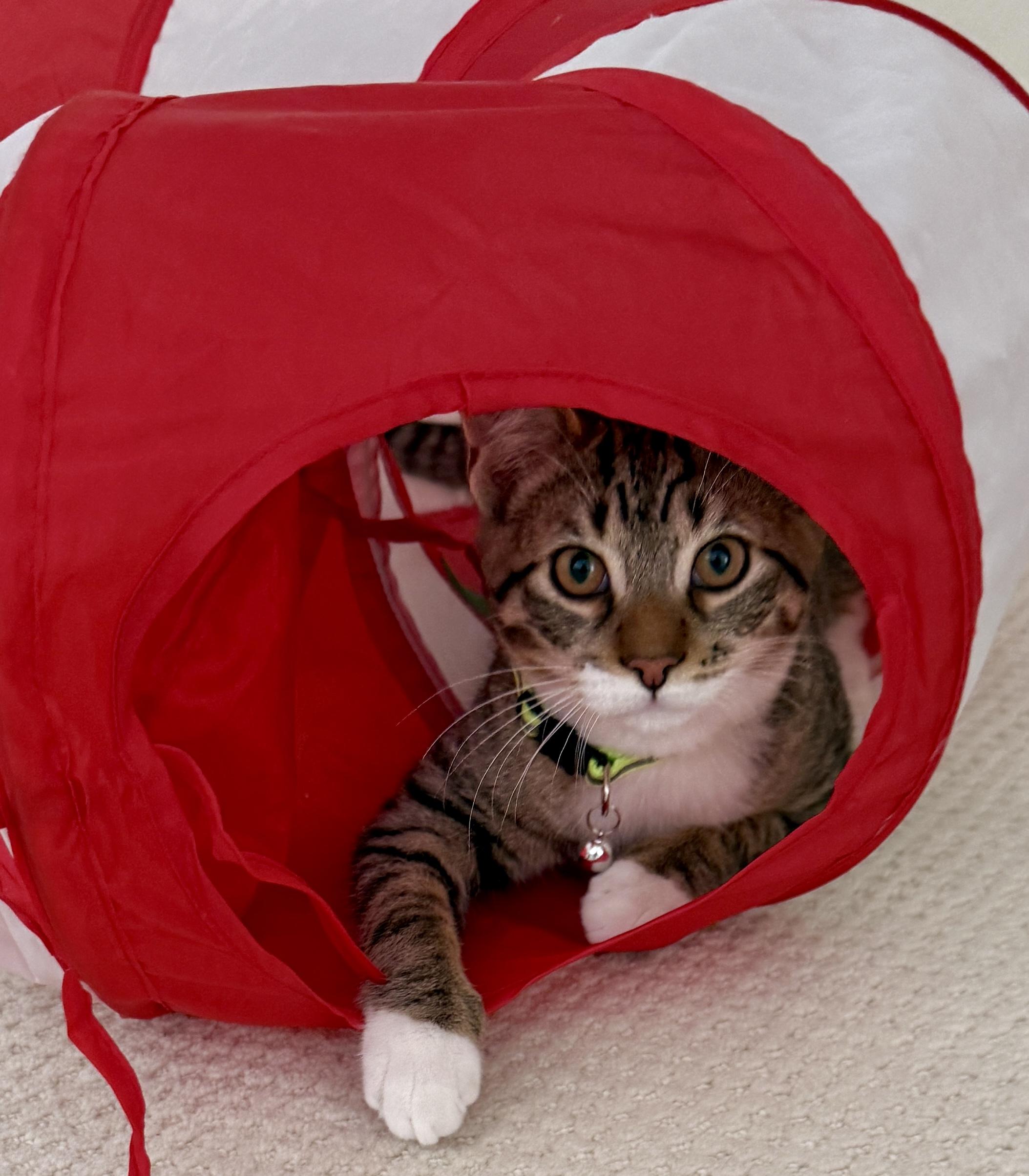 Whimsical, a ADOPTABLE mixed breed in Red Bank, NJ image 3/5