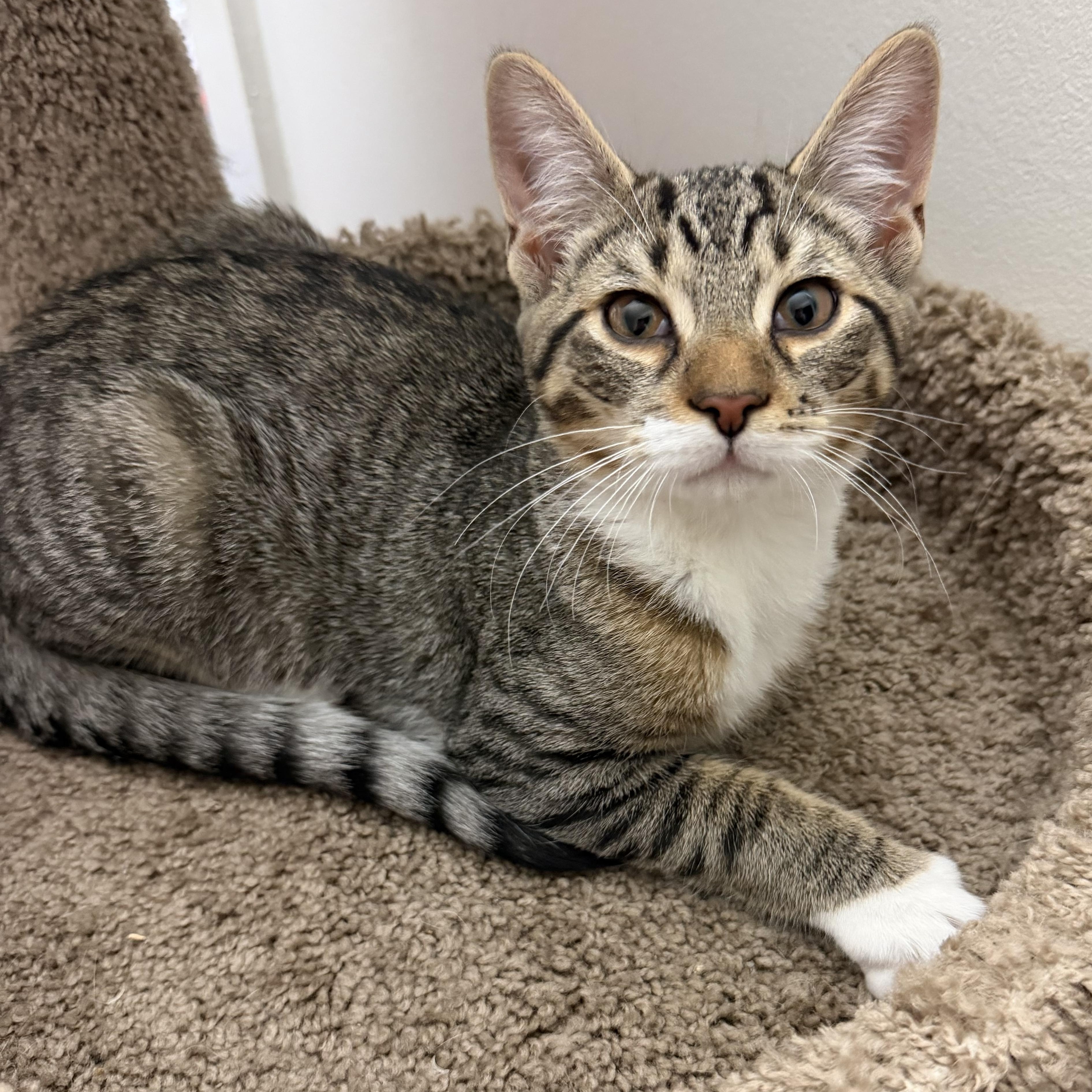 Whimsical, a ADOPTABLE mixed breed in Red Bank, NJ image 1/5