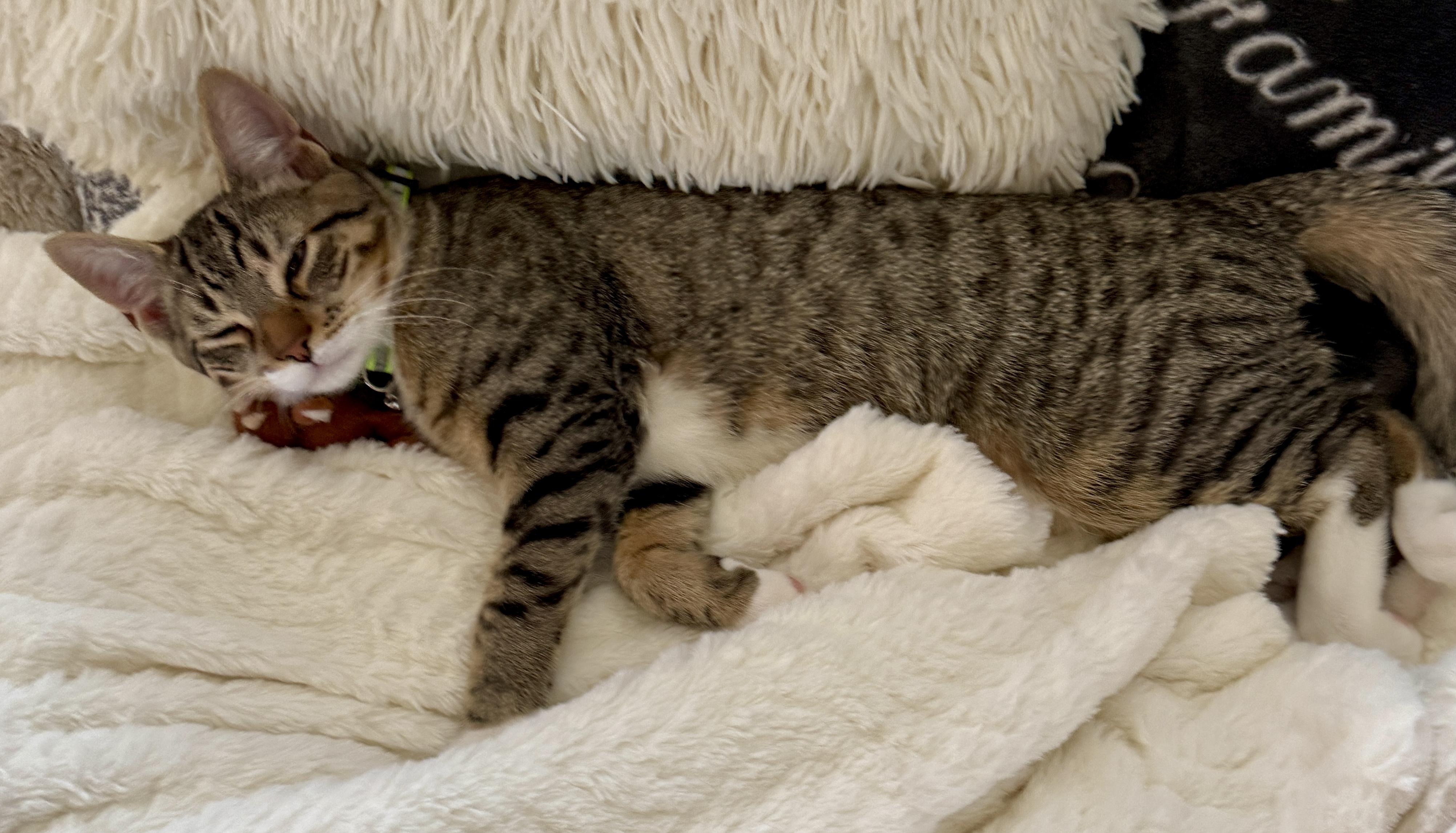 Whimsical, a ADOPTABLE mixed breed in Red Bank, NJ image 5/5