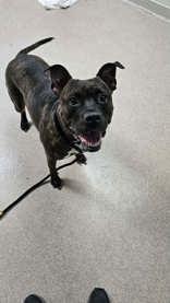Enlarge Mercy, a ADOPTABLE Mixed Breed in Manitowoc, WI image 1/1