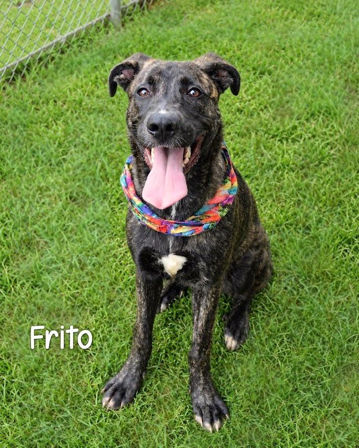 Frito, Adoptable, Puppy Female Labrador Retriever.