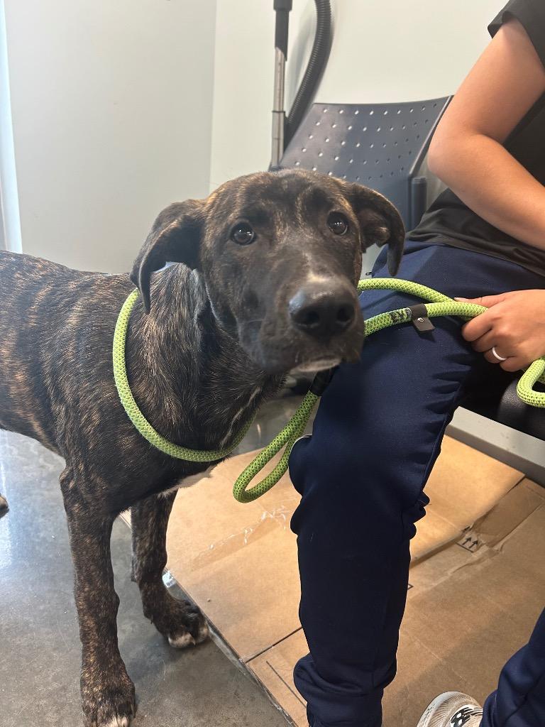 Frito, a Adoptable mixed breed in Gautier, MS image 2/3