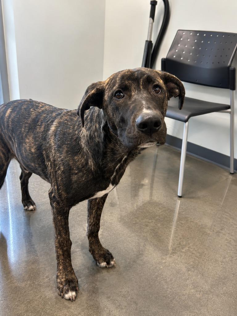 Frito, a Adoptable mixed breed in Gautier, MS image 3/3