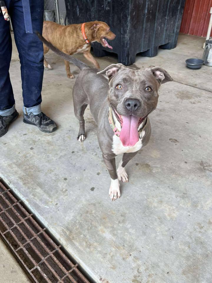 Enlarge Pearl, a Adoptable Mixed Breed in Mullins, SC image 1/1