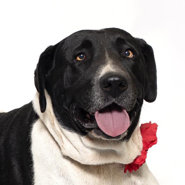Enlarge GLORIA, a Adoptable Pit Bull Terrier in Santa Maria, CA image 1/1
