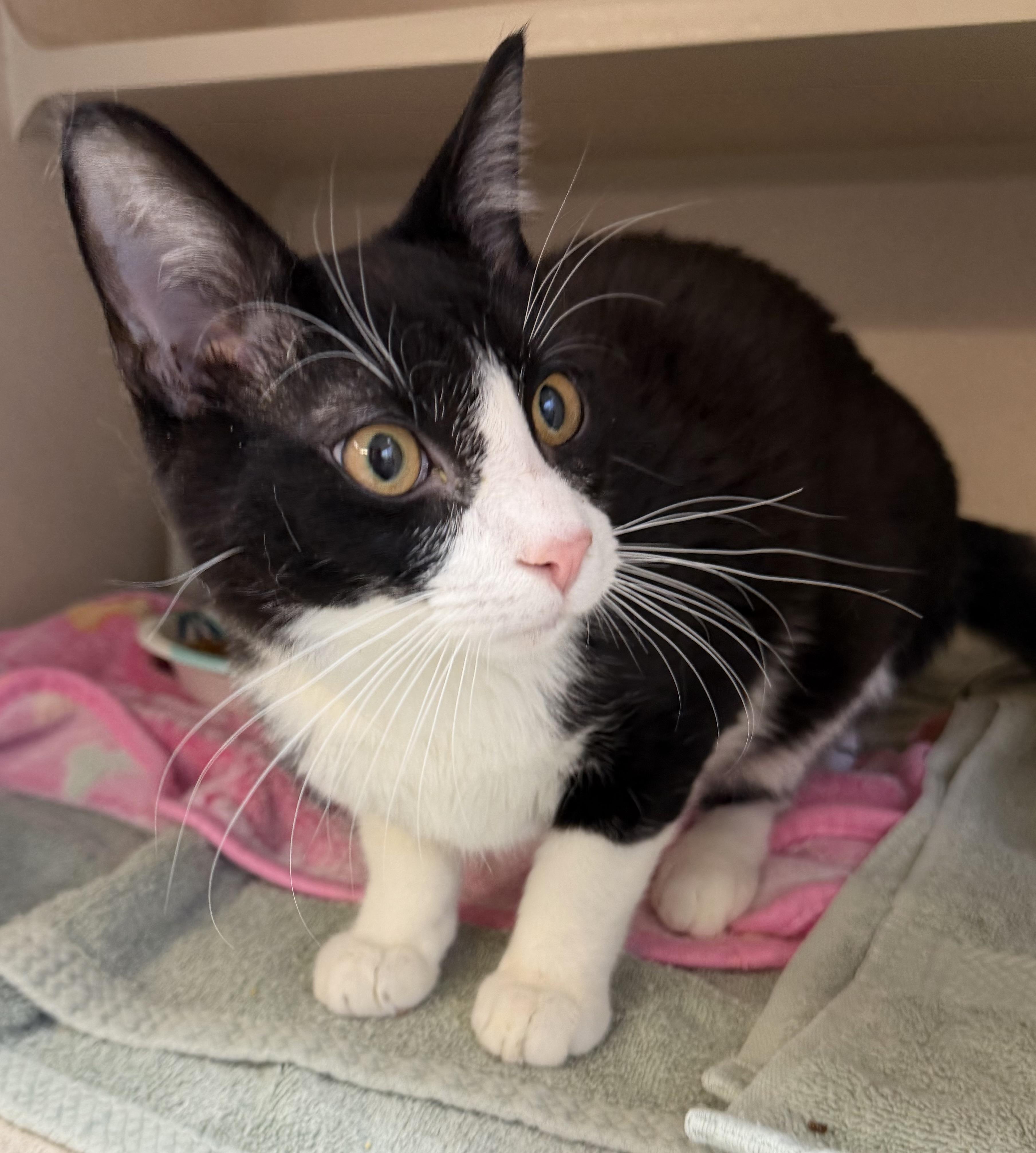 Gomez Adams, an adopted mixed breed in Salem, NH image 3/3