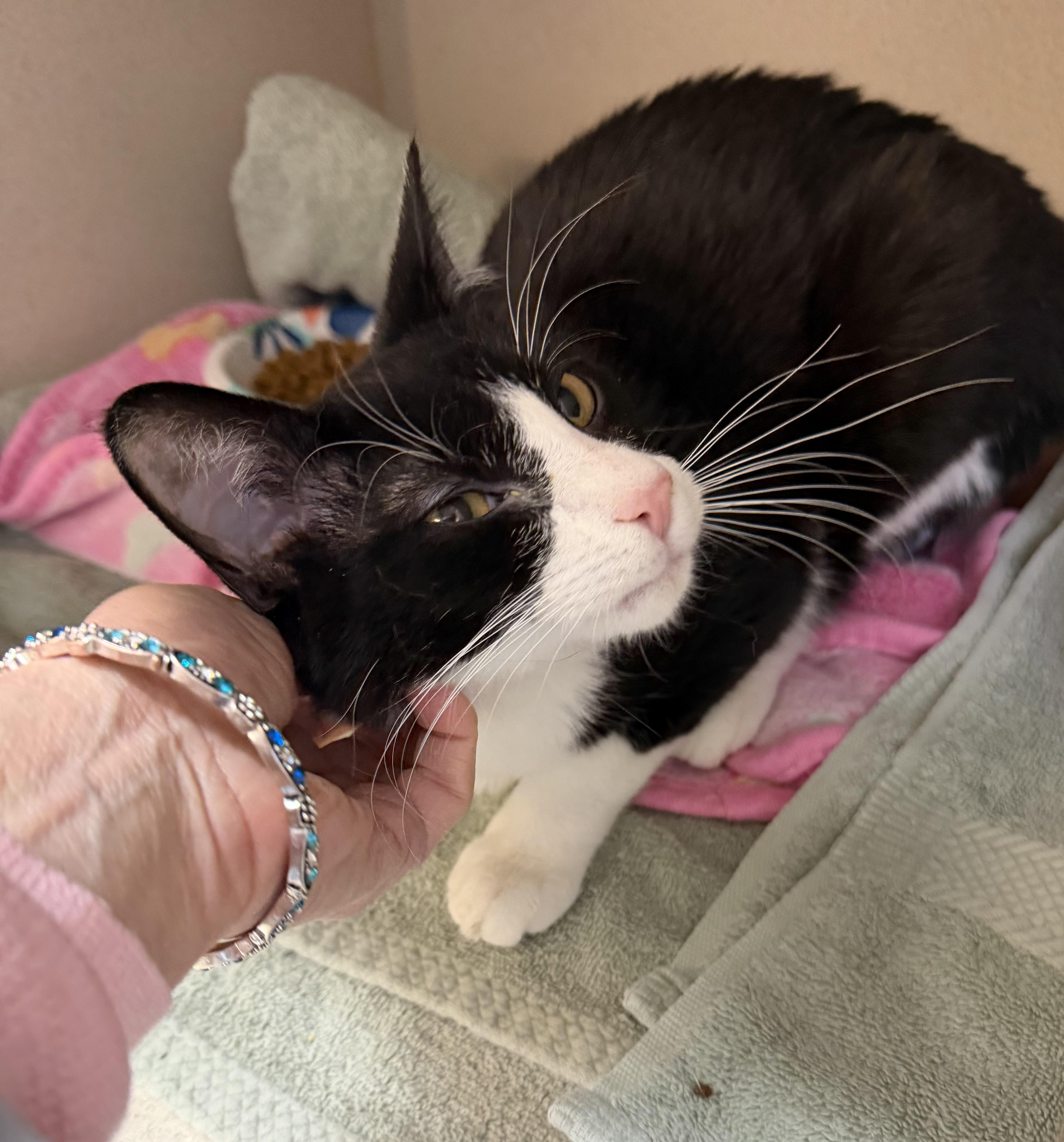 Gomez Adams, an adopted mixed breed in Salem, NH image 2/3