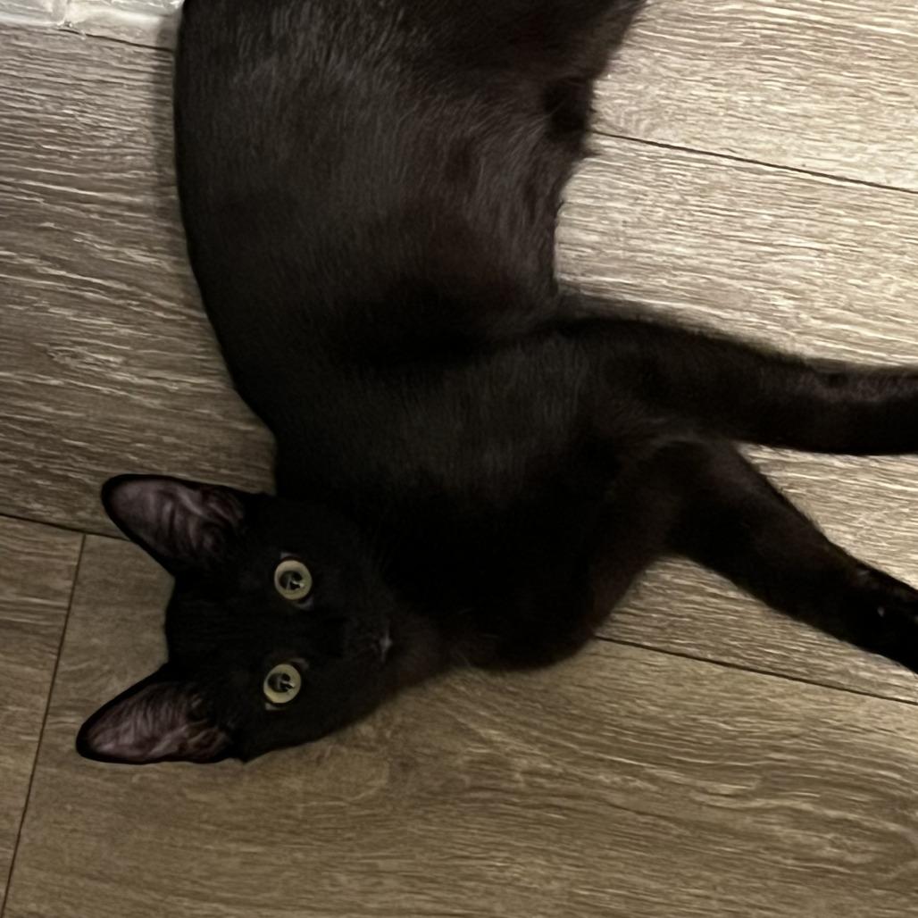 Enlarge Kiki, a Adoptable Domestic Short Hair in Columbus, GA image 1/1