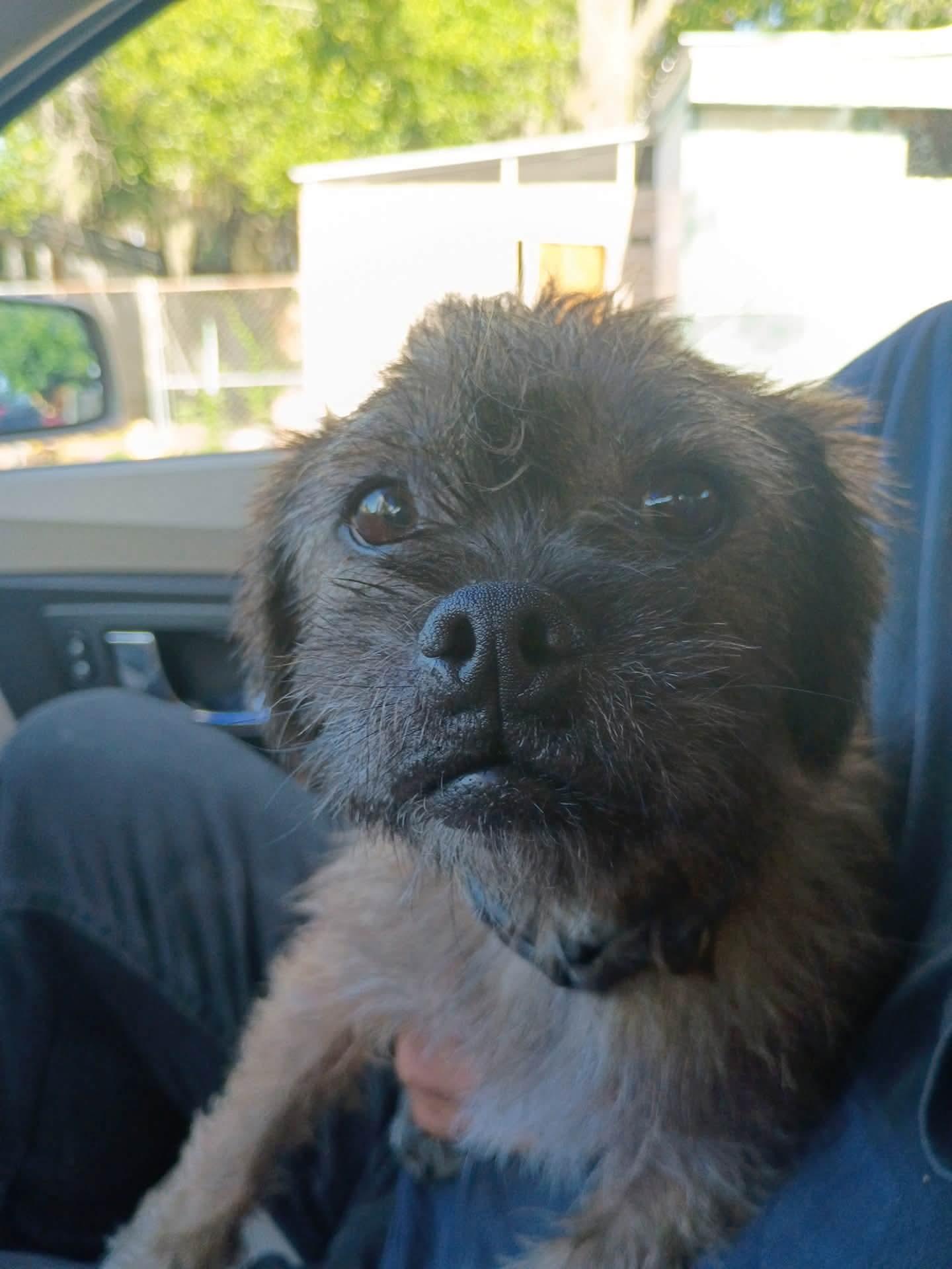 Ollie, an adopted mixed breed in Winter haven, FL image 2/2