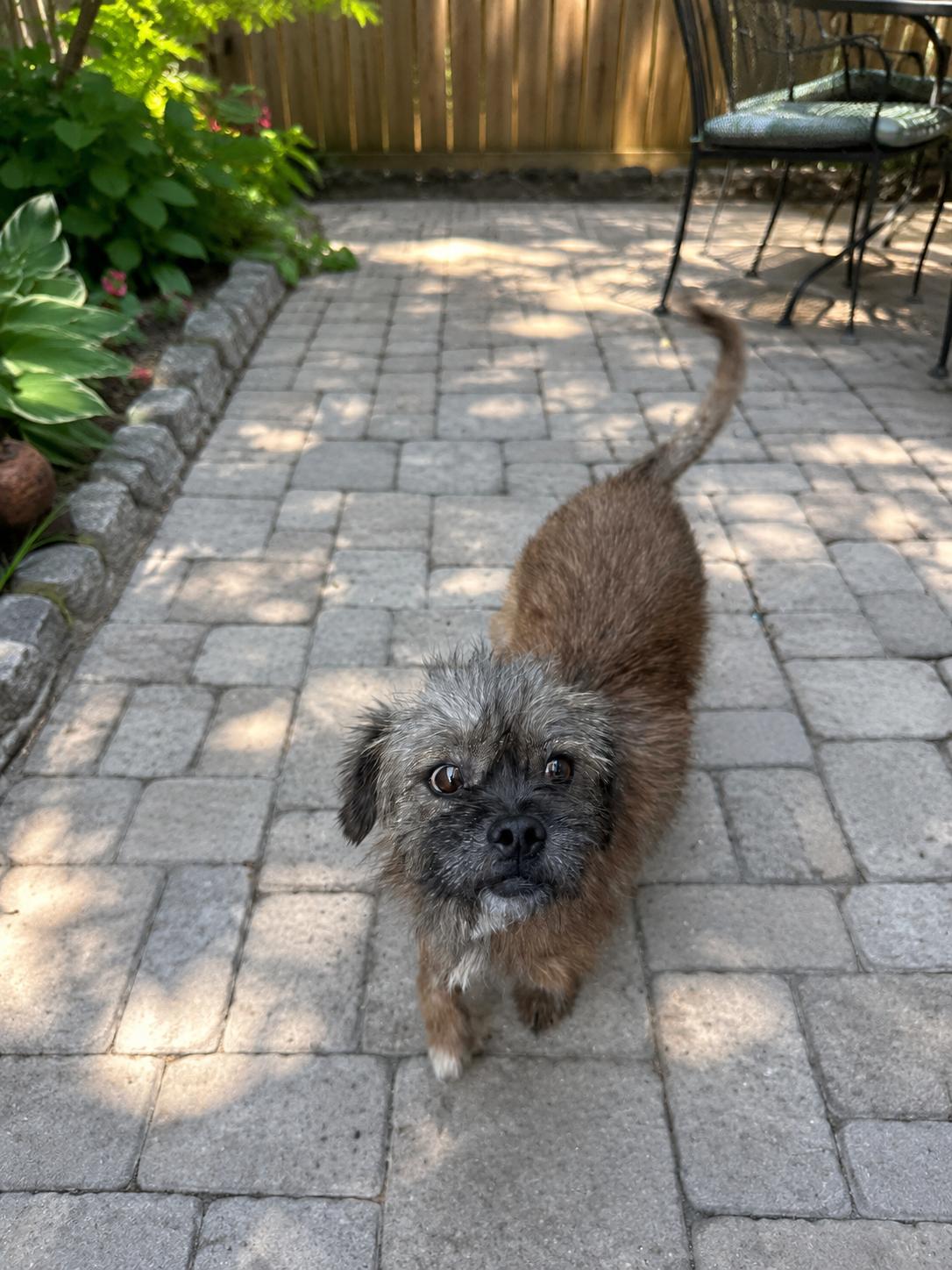 Ollie, an adopted mixed breed in Winter haven, FL image 1/2