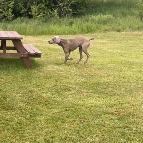 Schultz, Adoptable, Senior Male Weimaraner.