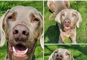 Enlarge Schultz, a Adoptable Weimaraner in Grand Rapids, MI image 2/4