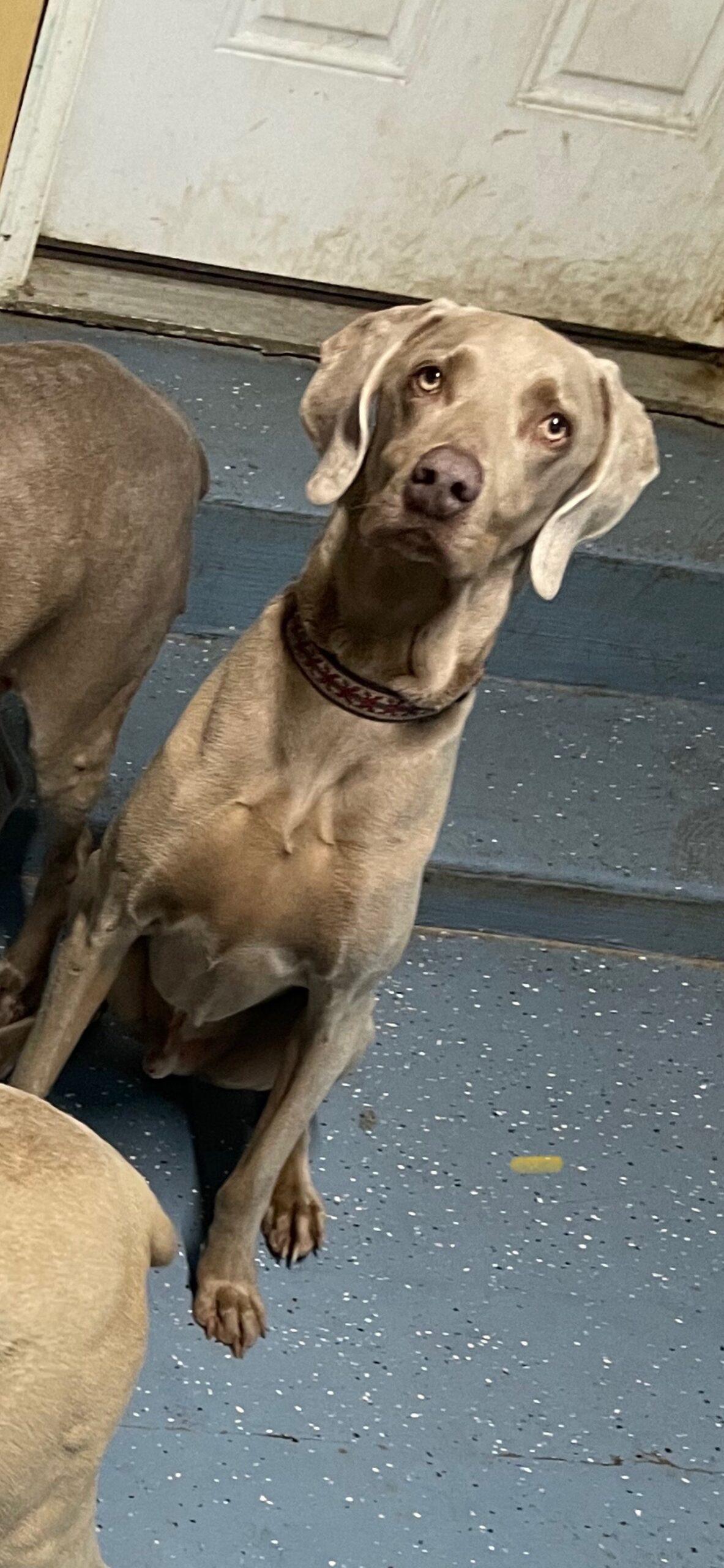 Enlarge Schultz, a Adoptable Weimaraner in Grand Rapids, MI image 4/4