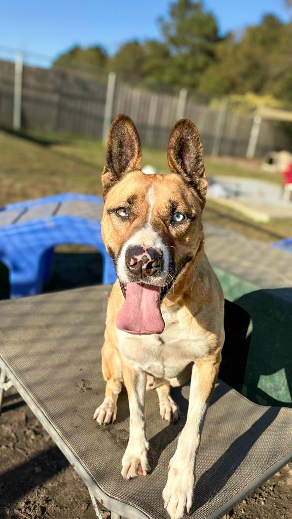 Enlarge Bodie, a Adoptable mixed breed in New Bern, NC image 2/3