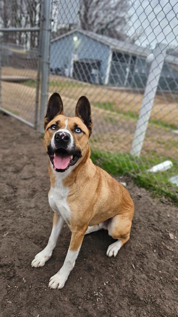 Enlarge Bodie, a Adoptable mixed breed in New Bern, NC image 3/3