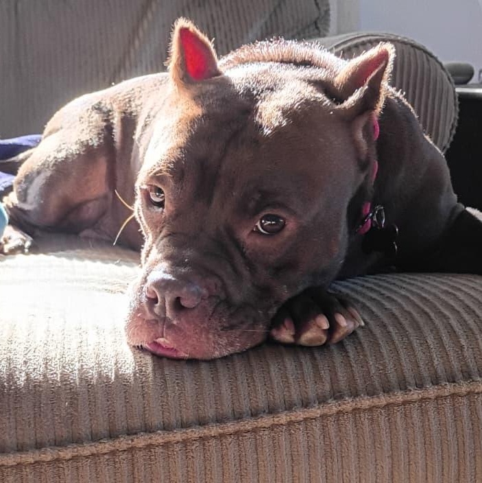 Enlarge Mi Beso (My Kiss), a Adopted mixed breed in Chambersburg, PA image 5/6