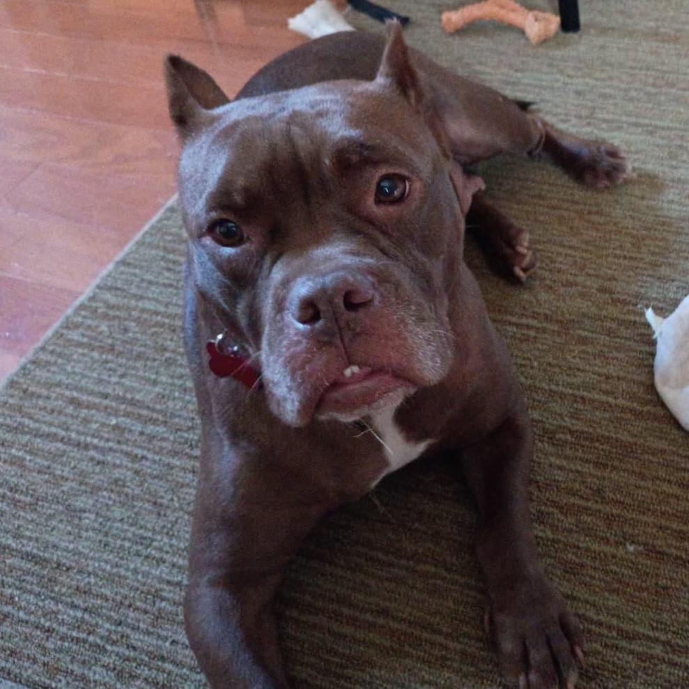Enlarge Mi Beso (My Kiss), a Adopted mixed breed in Chambersburg, PA image 2/6