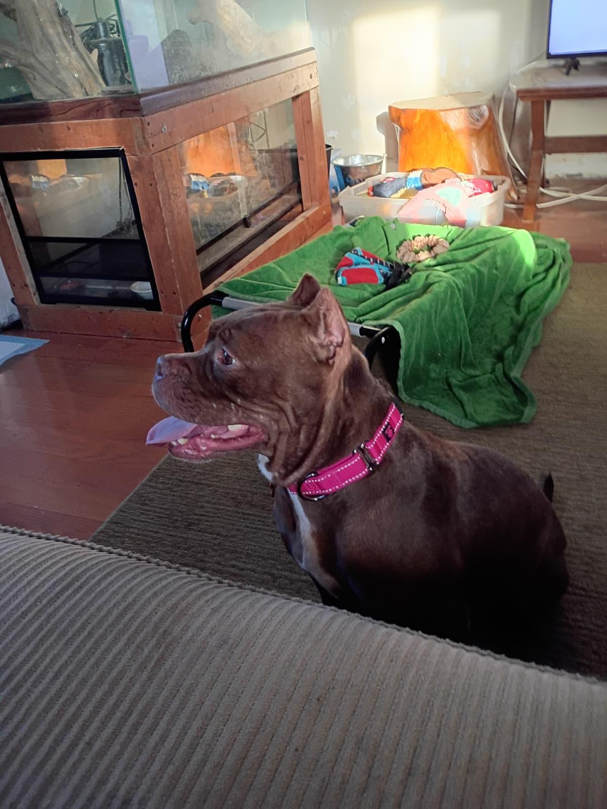 Enlarge Mi Beso (My Kiss), a Adopted mixed breed in Chambersburg, PA image 6/6