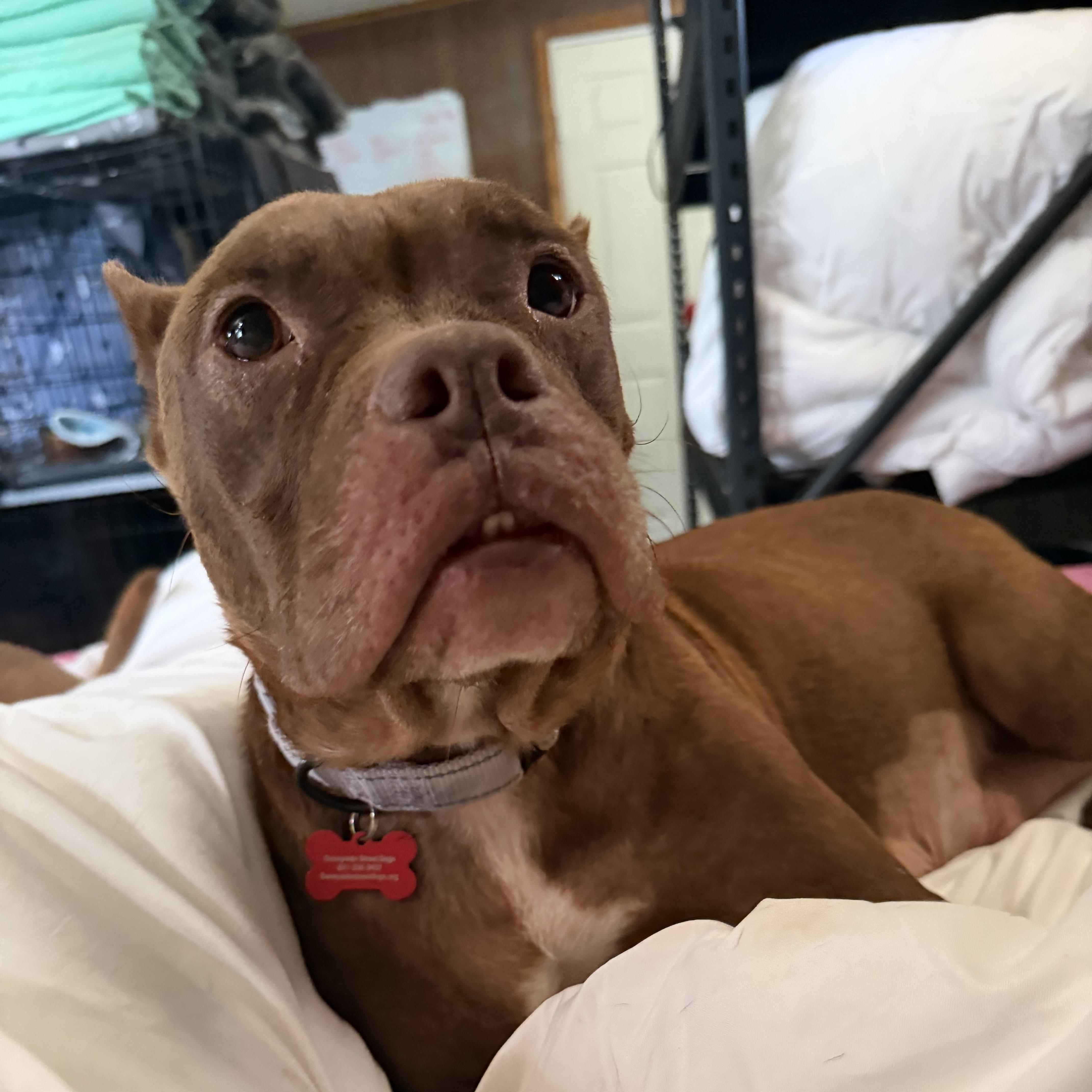 Mi Beso (My Kiss), Adopted, Adult Female Pit Bull Terrier.