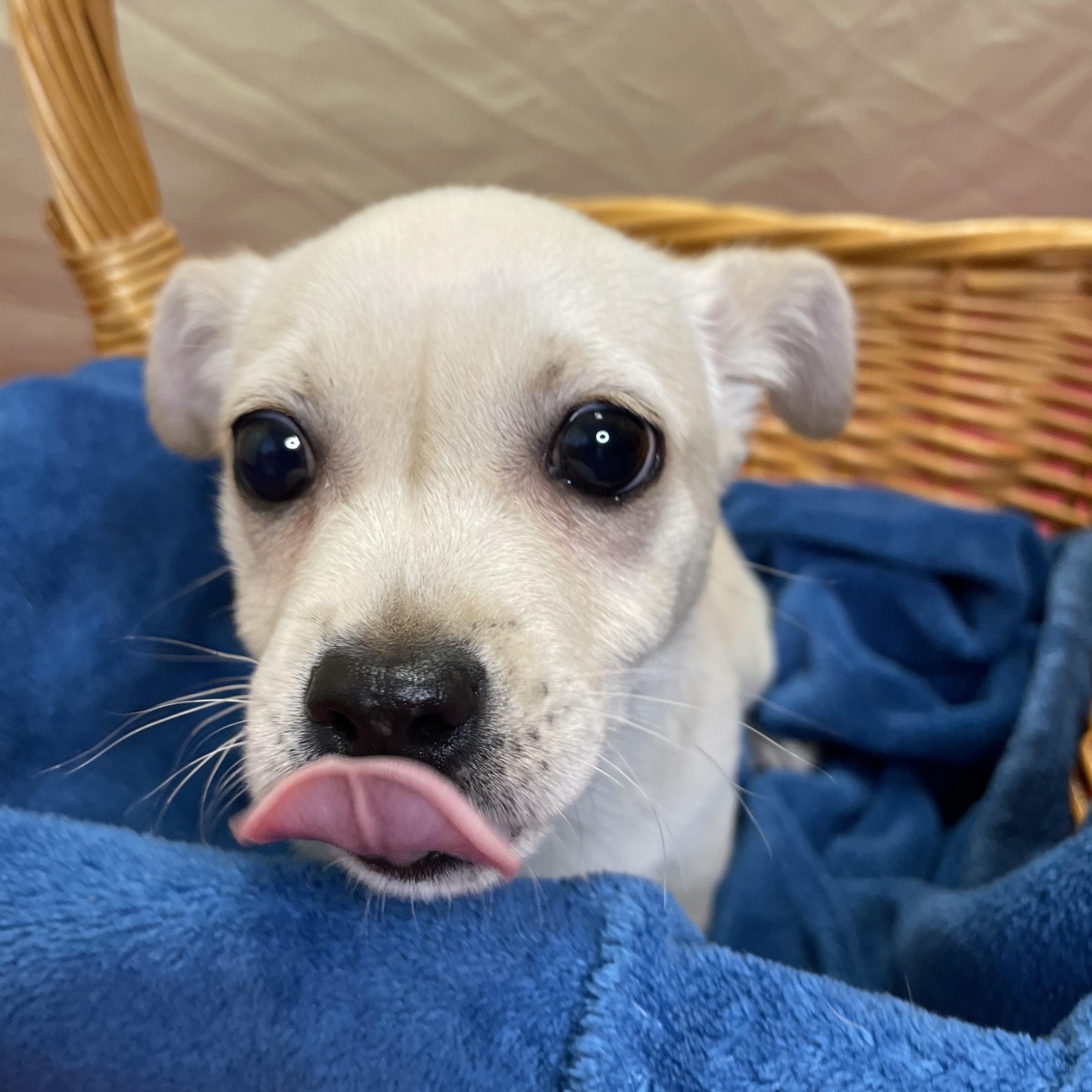 Enlarge Leonard, an adopted Mixed Breed in Lacon, IL image 6/6
