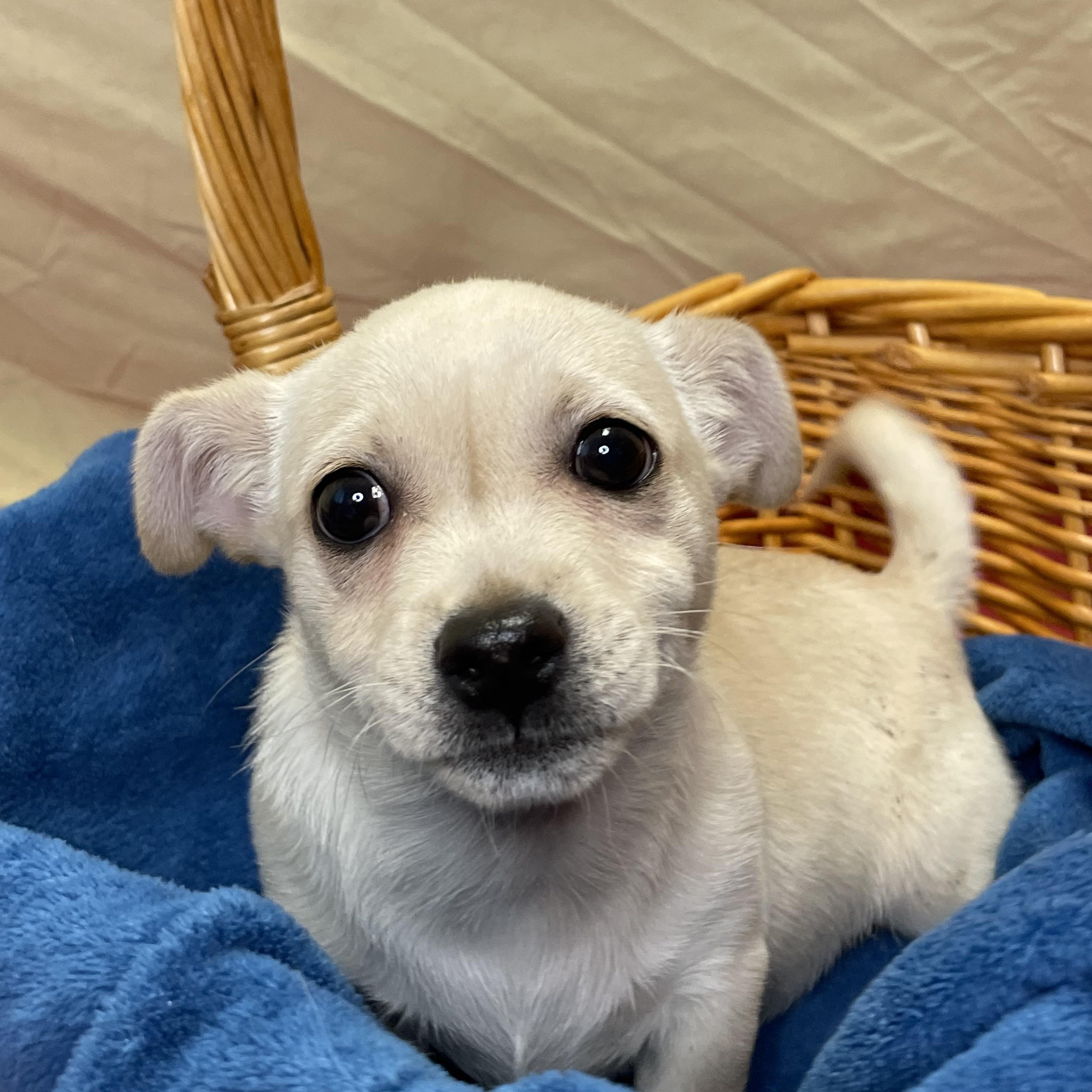 Enlarge Leonard, an adopted Mixed Breed in Lacon, IL image 2/6