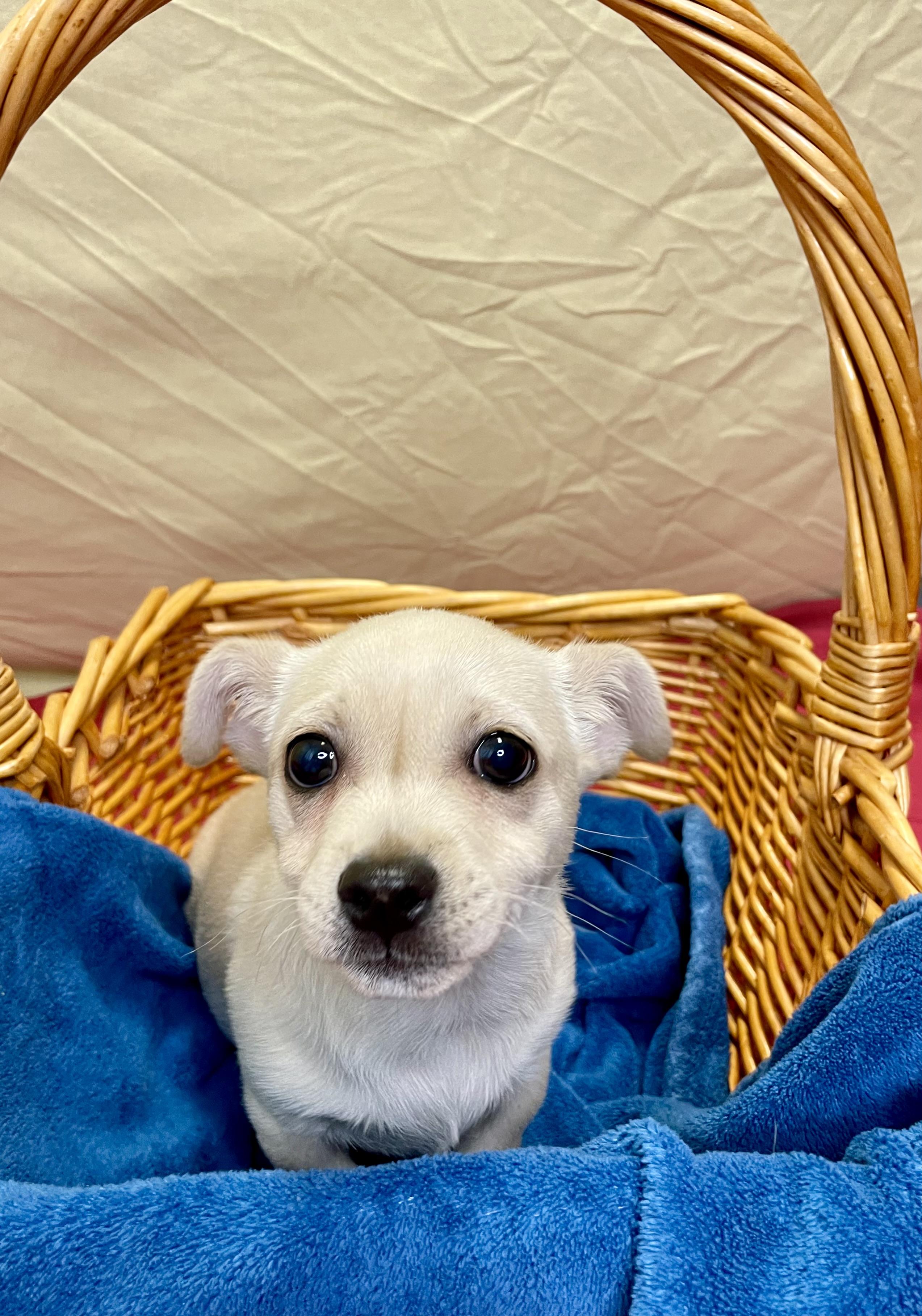 Enlarge Leonard, an adopted Mixed Breed in Lacon, IL image 5/6