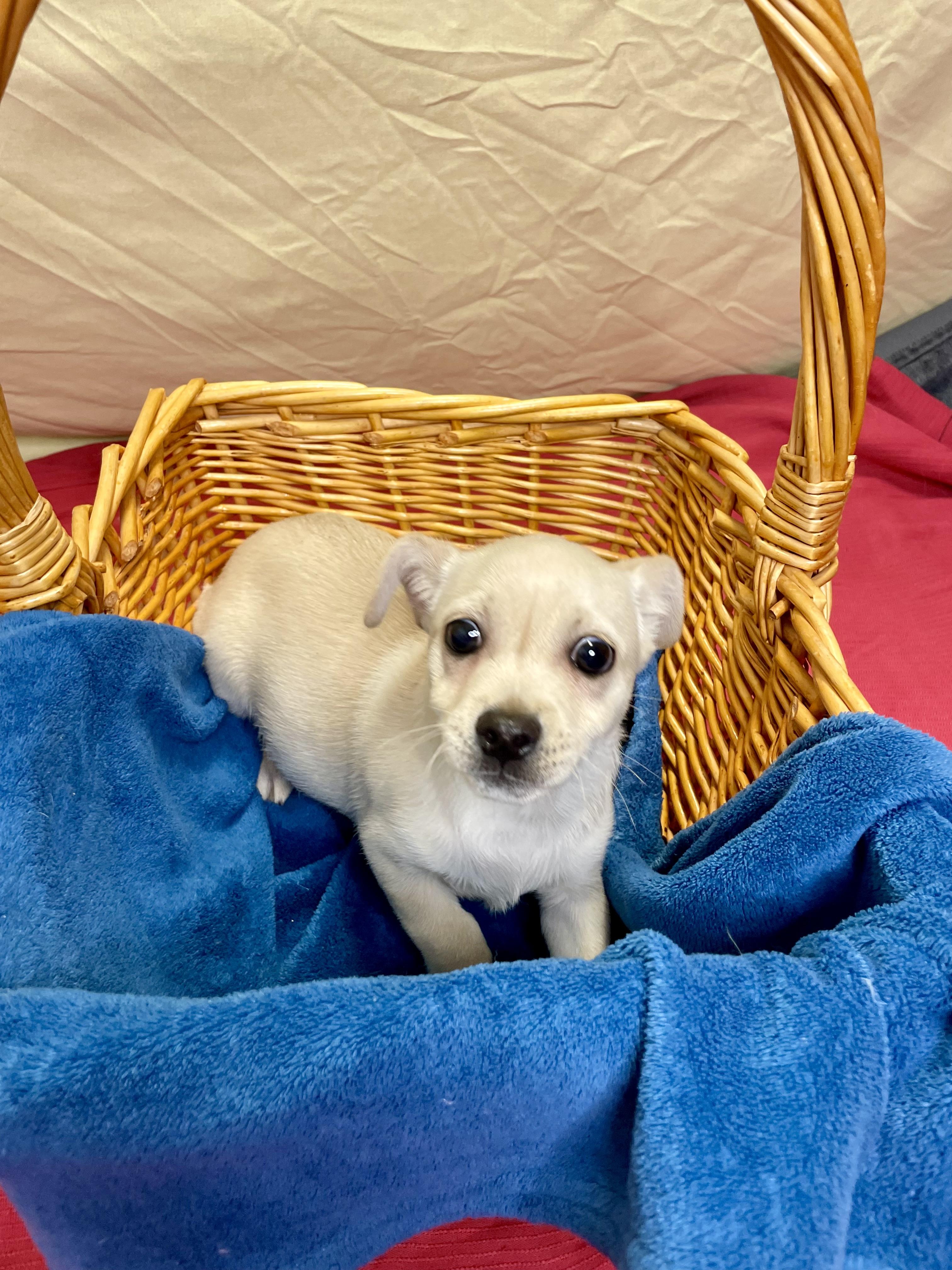 Enlarge Leonard, an adopted Mixed Breed in Lacon, IL image 1/6